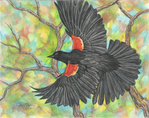 "Flying Redwing Blackbird" Art Print