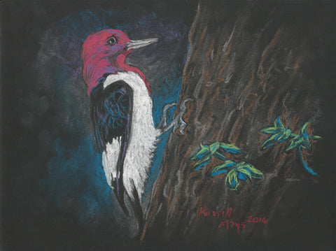 "Red-headed Woodpecker" Art Print