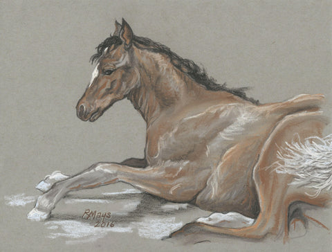 "Foal" Art Print