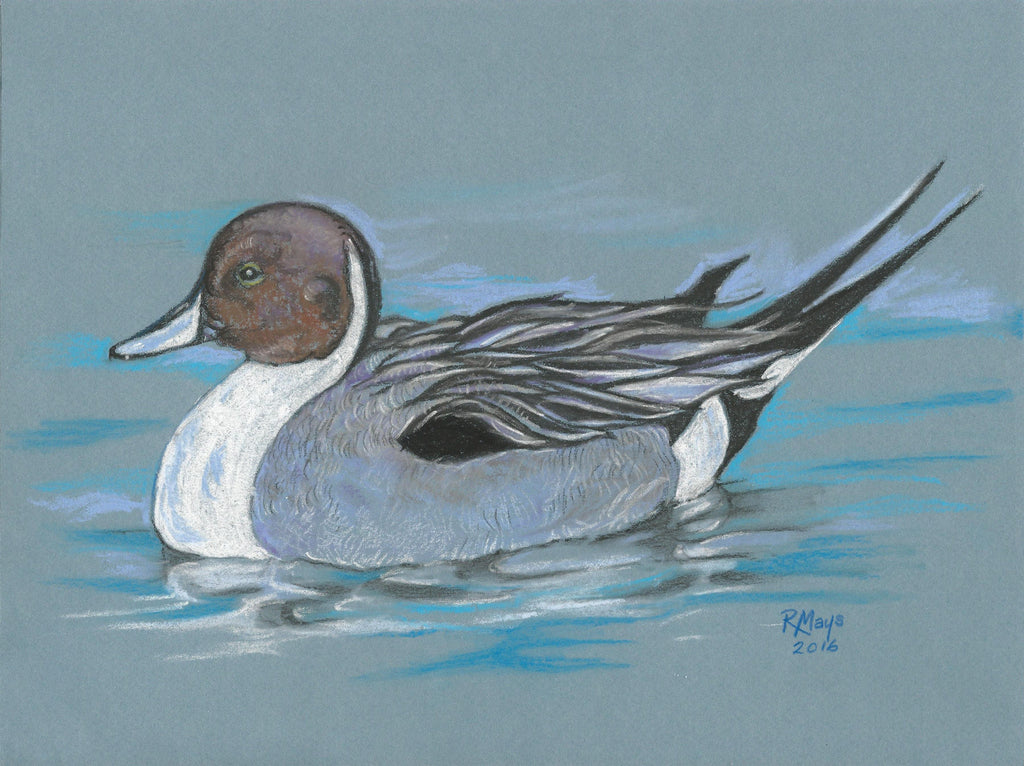 "Pintail Duck" Art Print